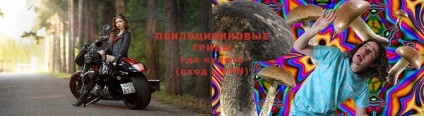 прущие грибы Вязьма