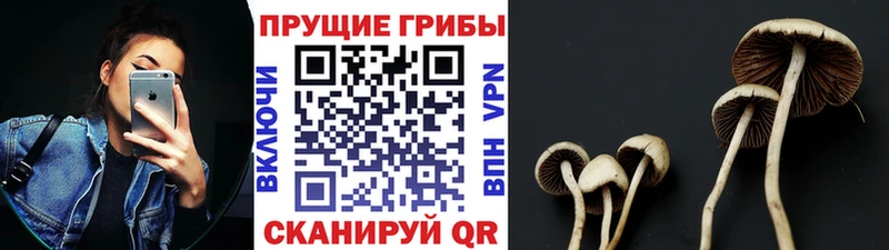 Галлюциногенные грибы Psilocybine cubensis  Цоци-Юрт 